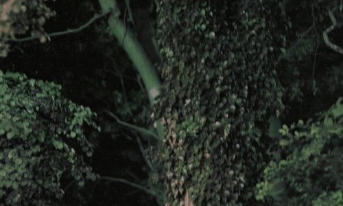 SMITH, Sub limis, 2010