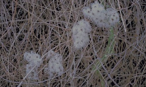 SMITH, Loon, 2007